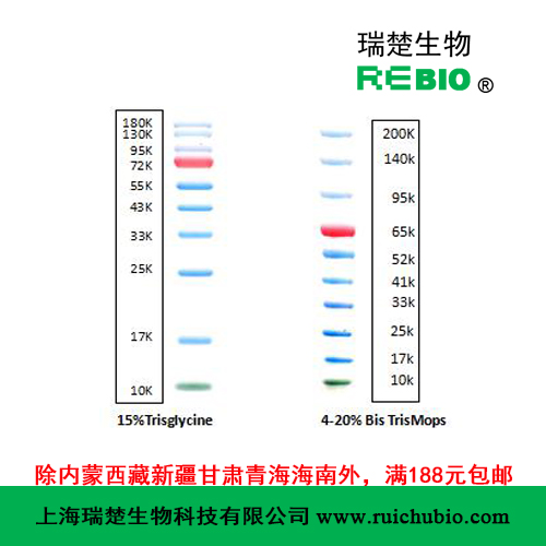 彩色预染蛋白分子量标准Marker