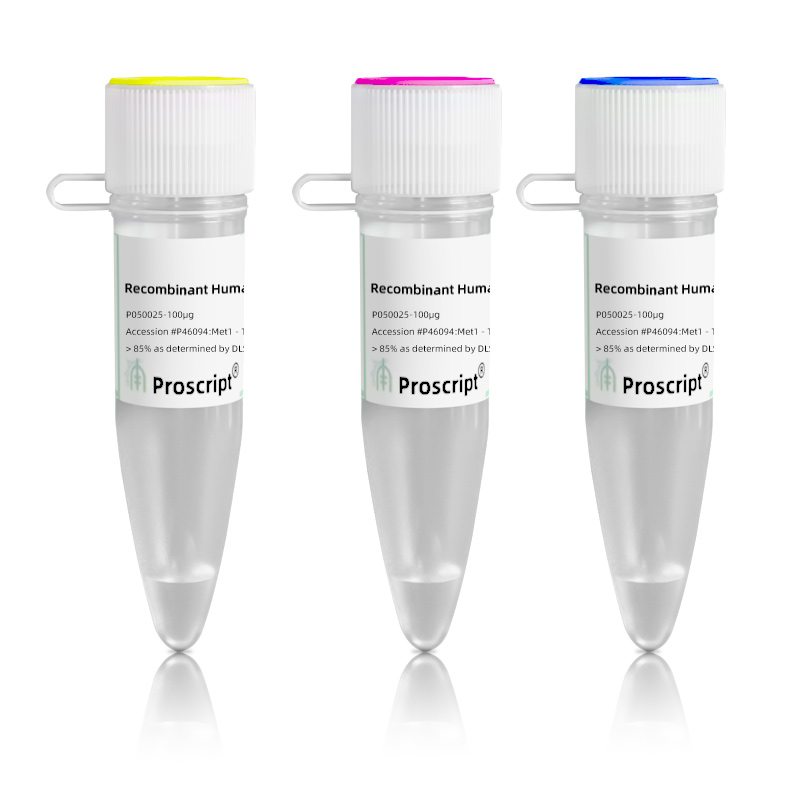 Recombinant Mouse Uteroglobin